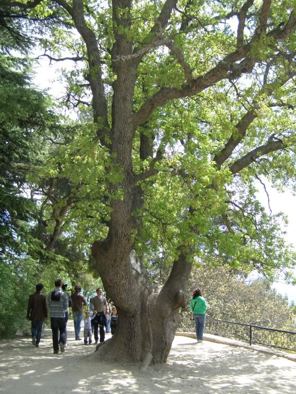 54 tree