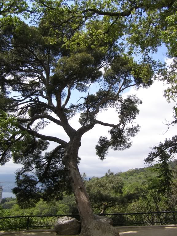 55 tree