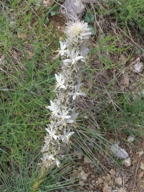 08 a herb in Armanka canyon