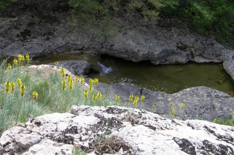14 yellow flowers