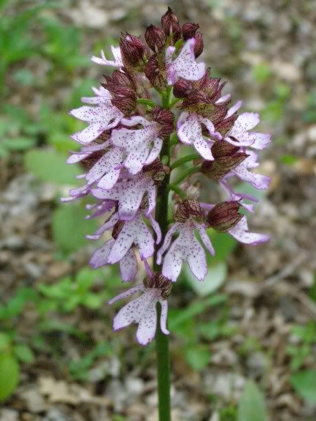 24 wild orchid
