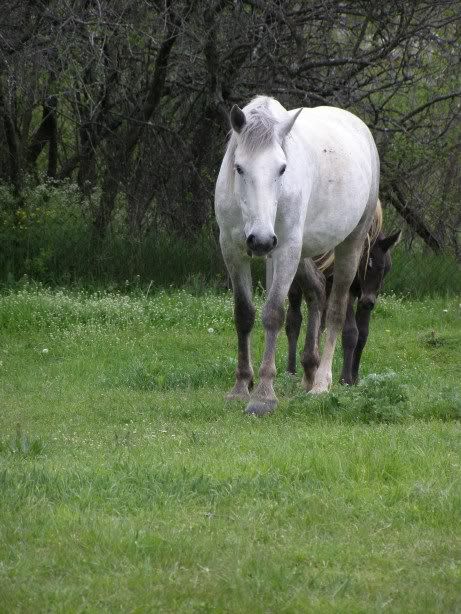 25 white horse